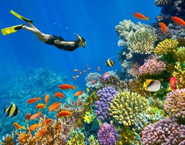 ЕКСКЛУЗИВНИ ОТСТЪПКИ - Почивка в Шарм ел Шейх, Египет със самолет от София - 7 нощувки